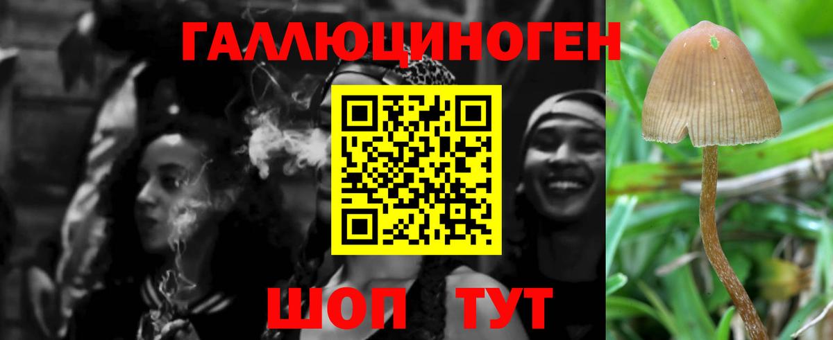 Псилоцибиновые грибы мицелий  Чернушка 